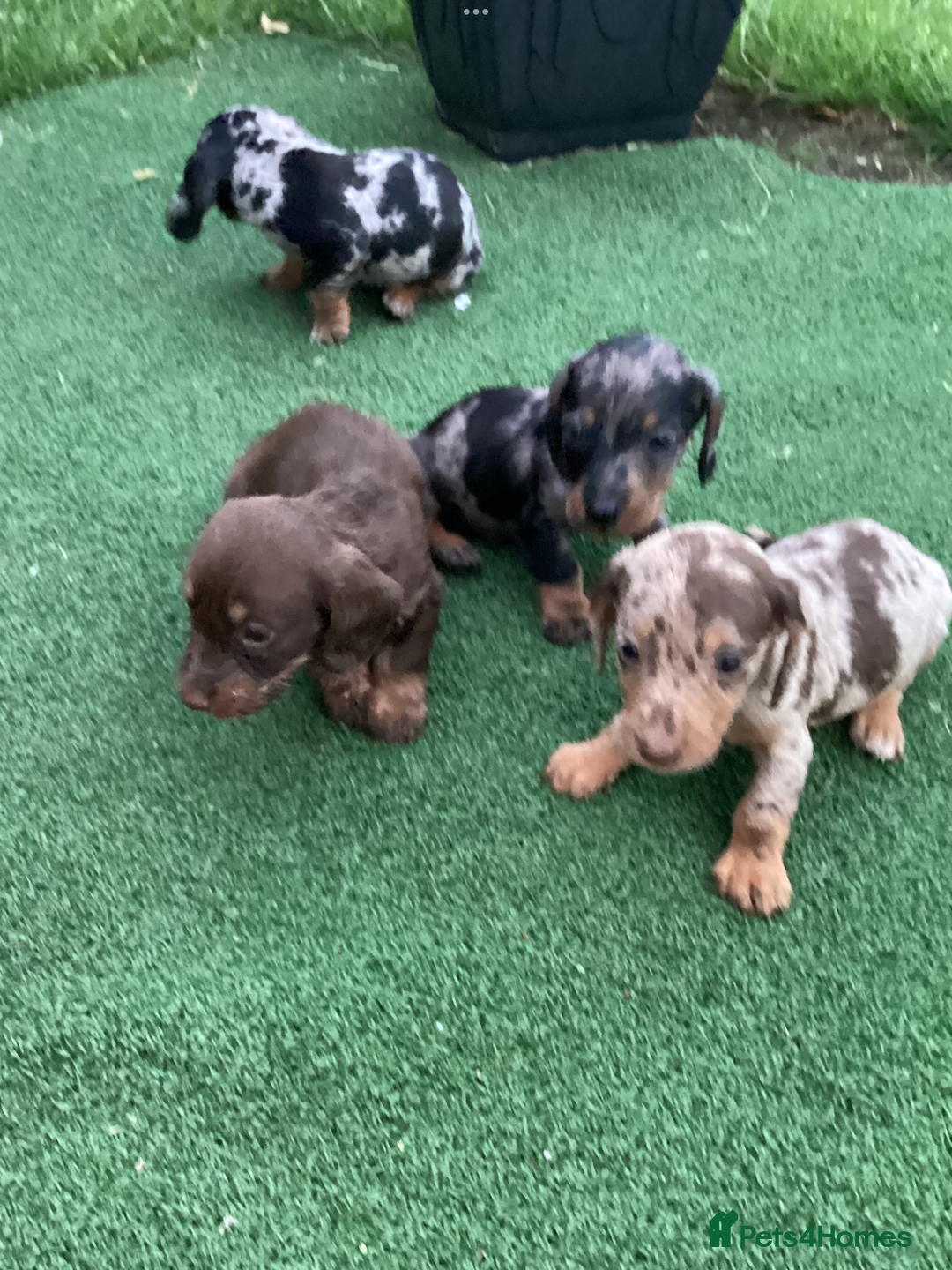 Dachshund dogs for sale: Dachshund puppies - Image 4