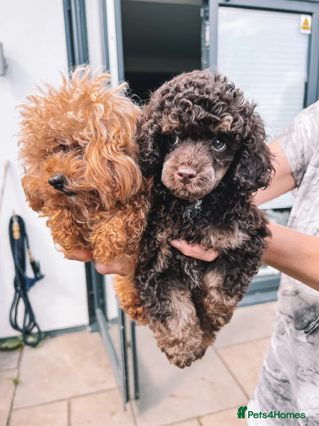Toy Poodle dogs for stud: Stunning KC None fading Chocolate Phantom stud in Rickmansworth - Advert 6