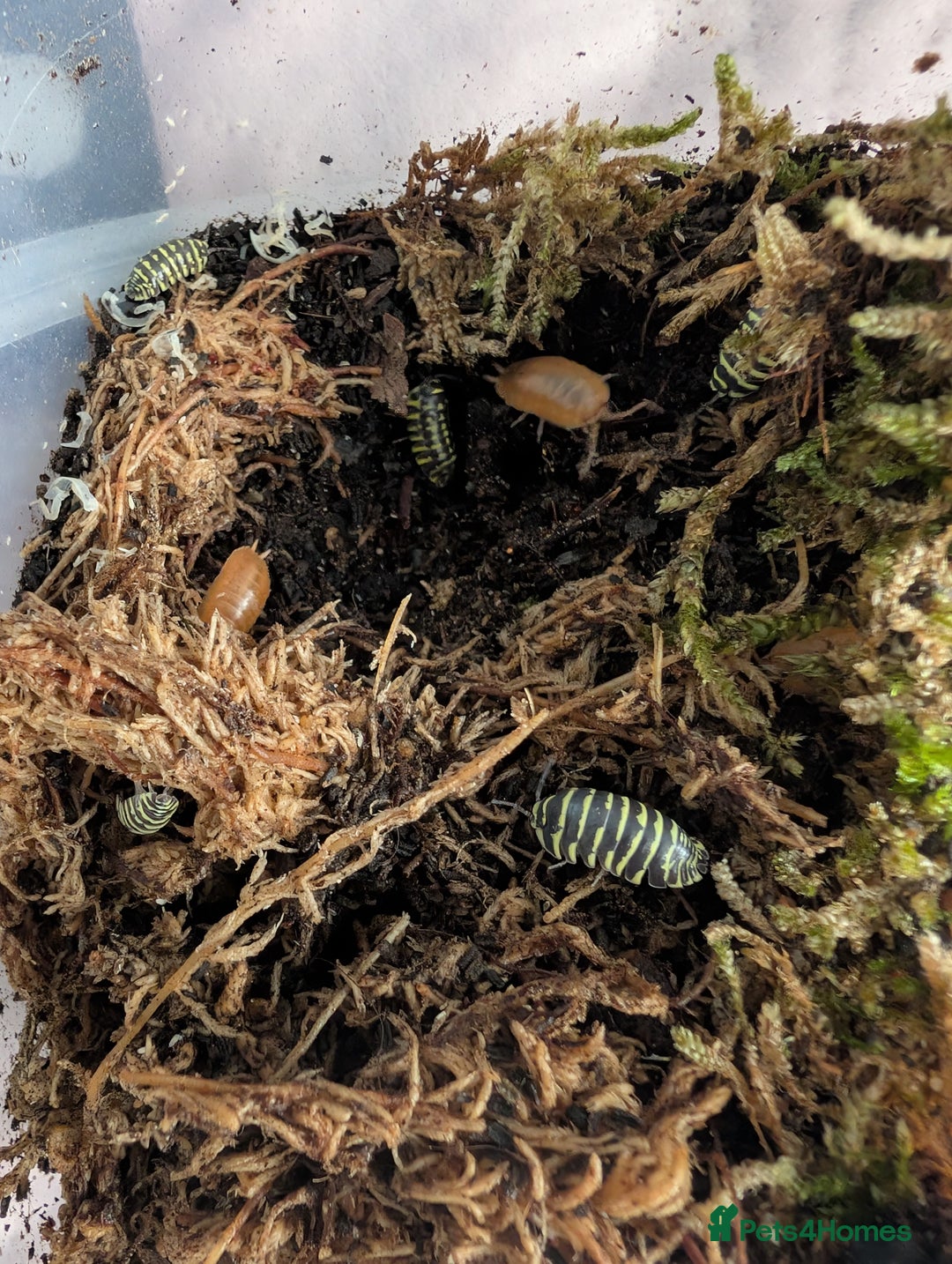 Isopods invertebrates for sale: inverts  - Image 16