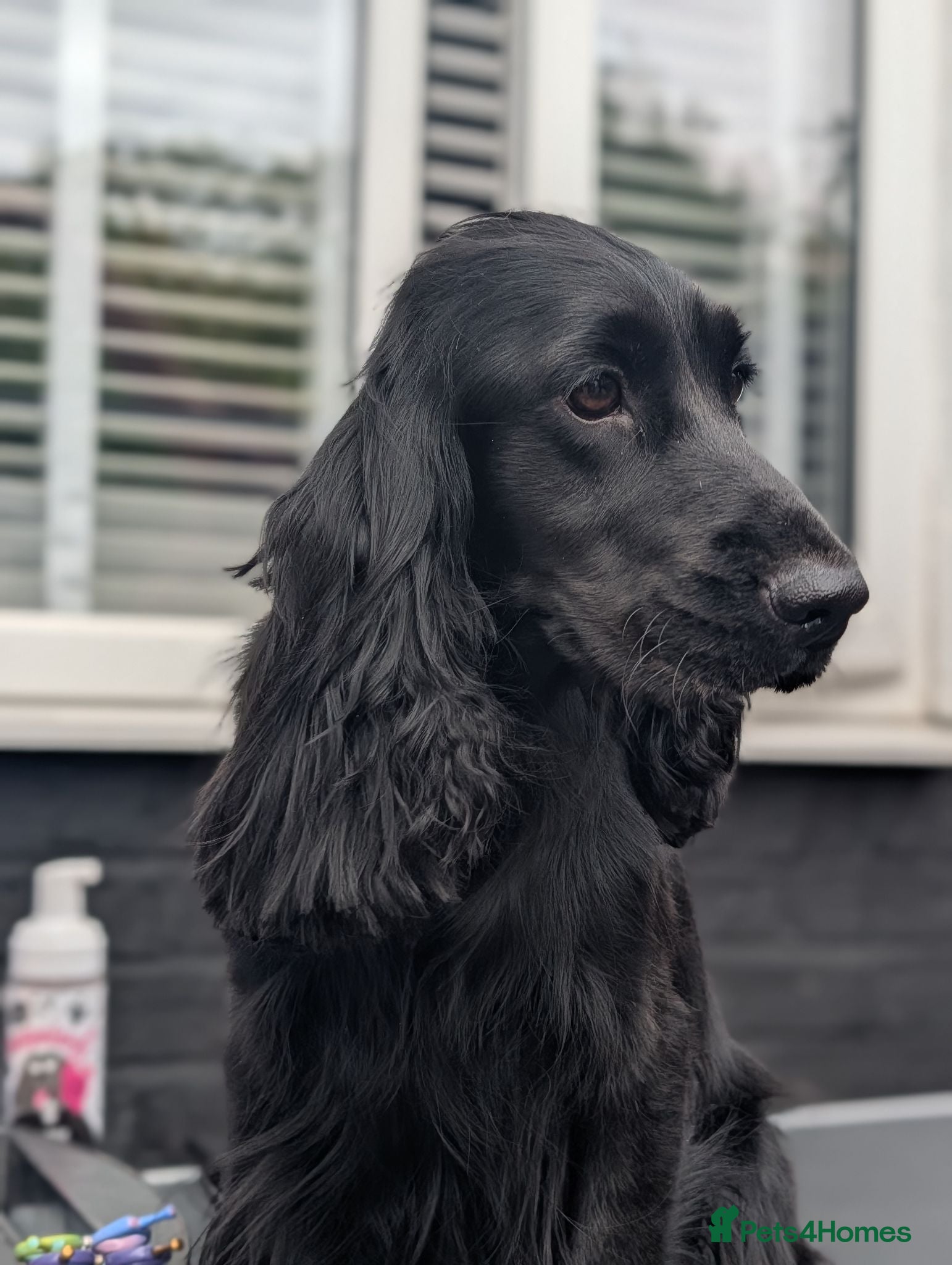 Cocker Spaniel dogs Pure breed cockers  - Advert 14