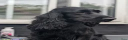 Cocker Spaniel dogs for sale: Pure breed cockers  - Advert 8