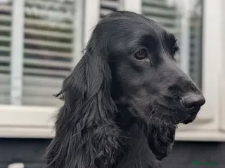 Cocker Spaniel dogs Pure breed cockers - Advert 2