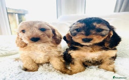 Cockapoo dogs for sale: F1 cockapoo puppies  - Image 10