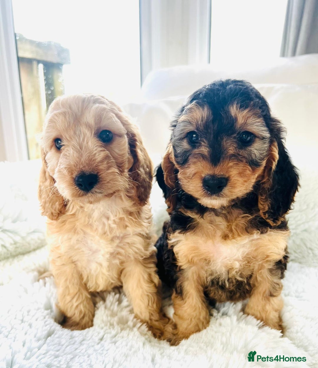 Cockapoo dogs for sale: F1 cockapoo puppies  - Image 10
