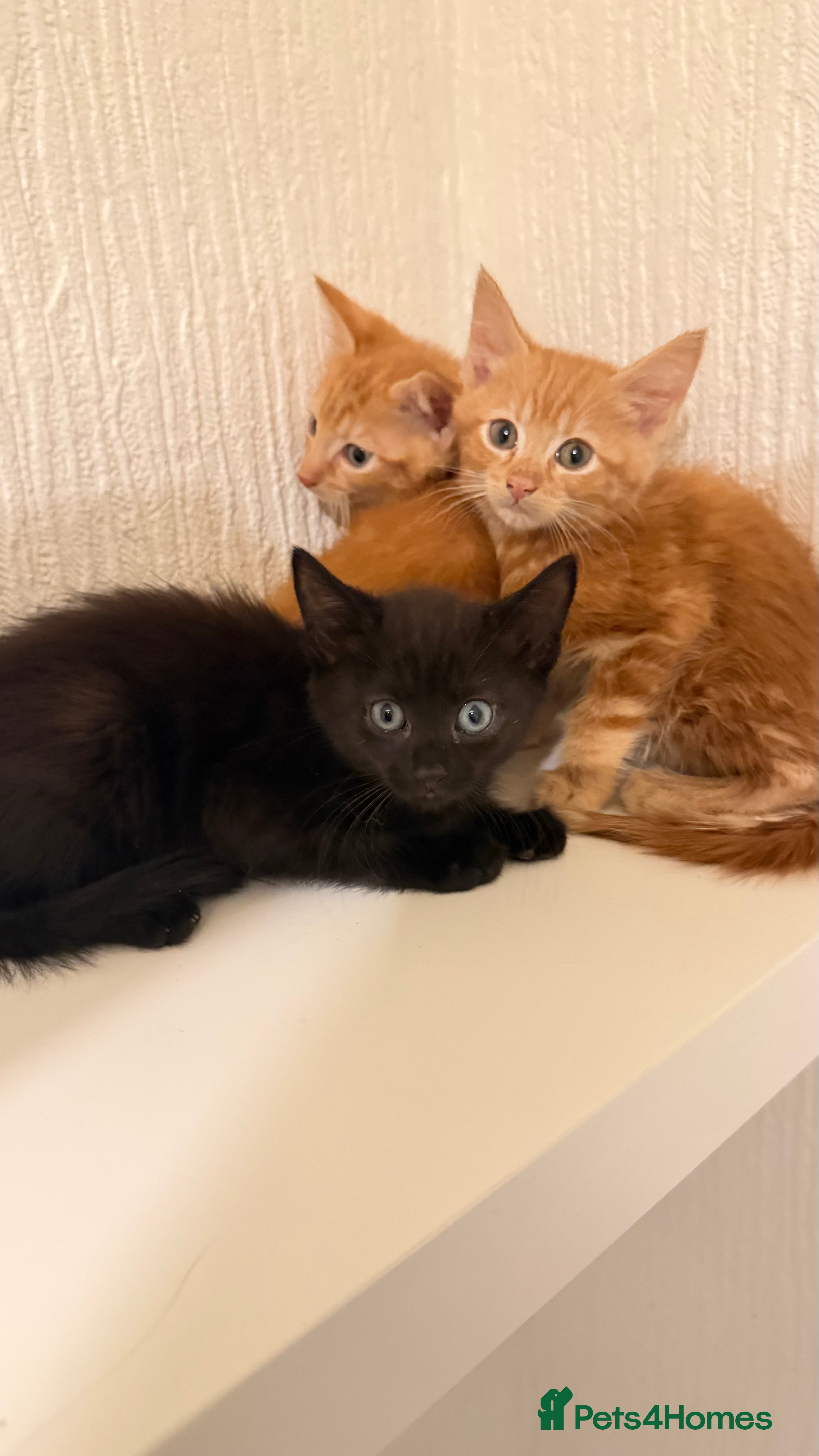 Mixed Breed cats Beautiful litter looking for forever homes ❤️ - Advert 5