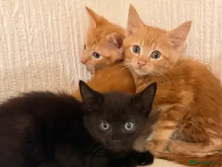 Mixed Breed cats Beautiful litter looking for forever homes ❤️ - Advert 2
