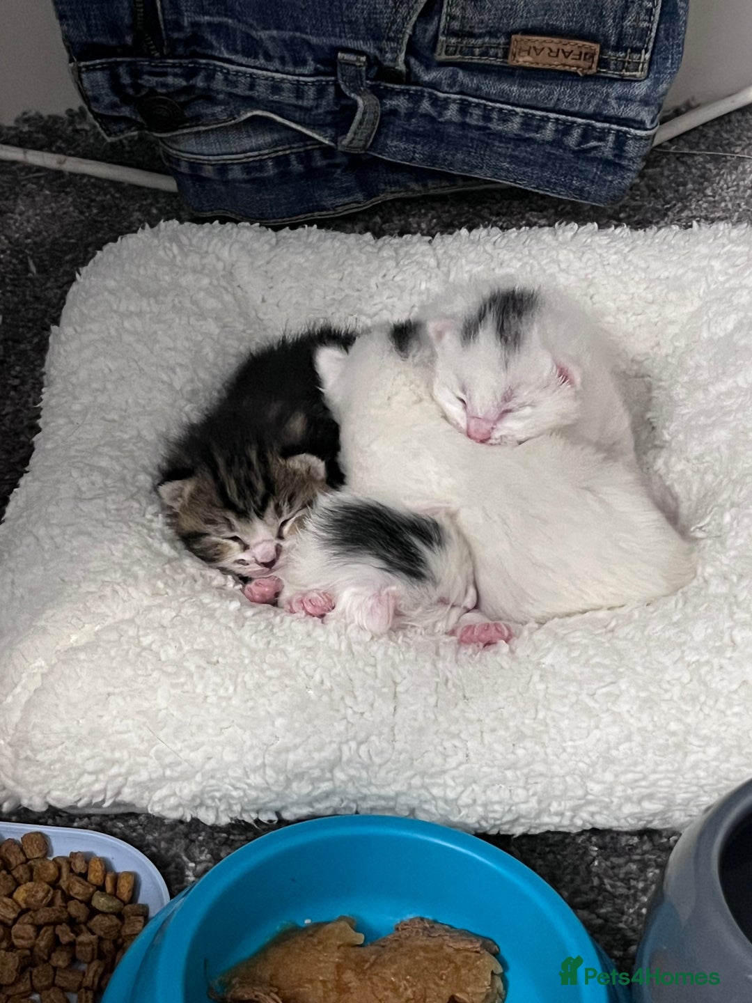 Mixed Breed cats for sale: Kittens for sale - 2  in Brighton - Image 5