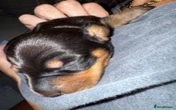Miniature Dachshund dogs for sale: Two beautiful mini dash’s  - Image 19