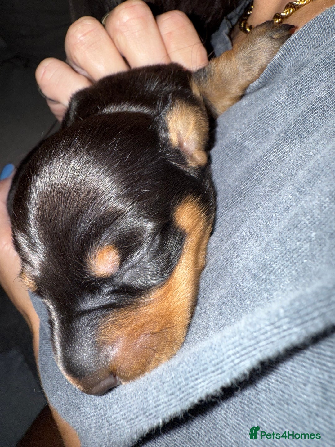 Miniature Dachshund dogs for sale: Two beautiful mini dash’s  - Image 19