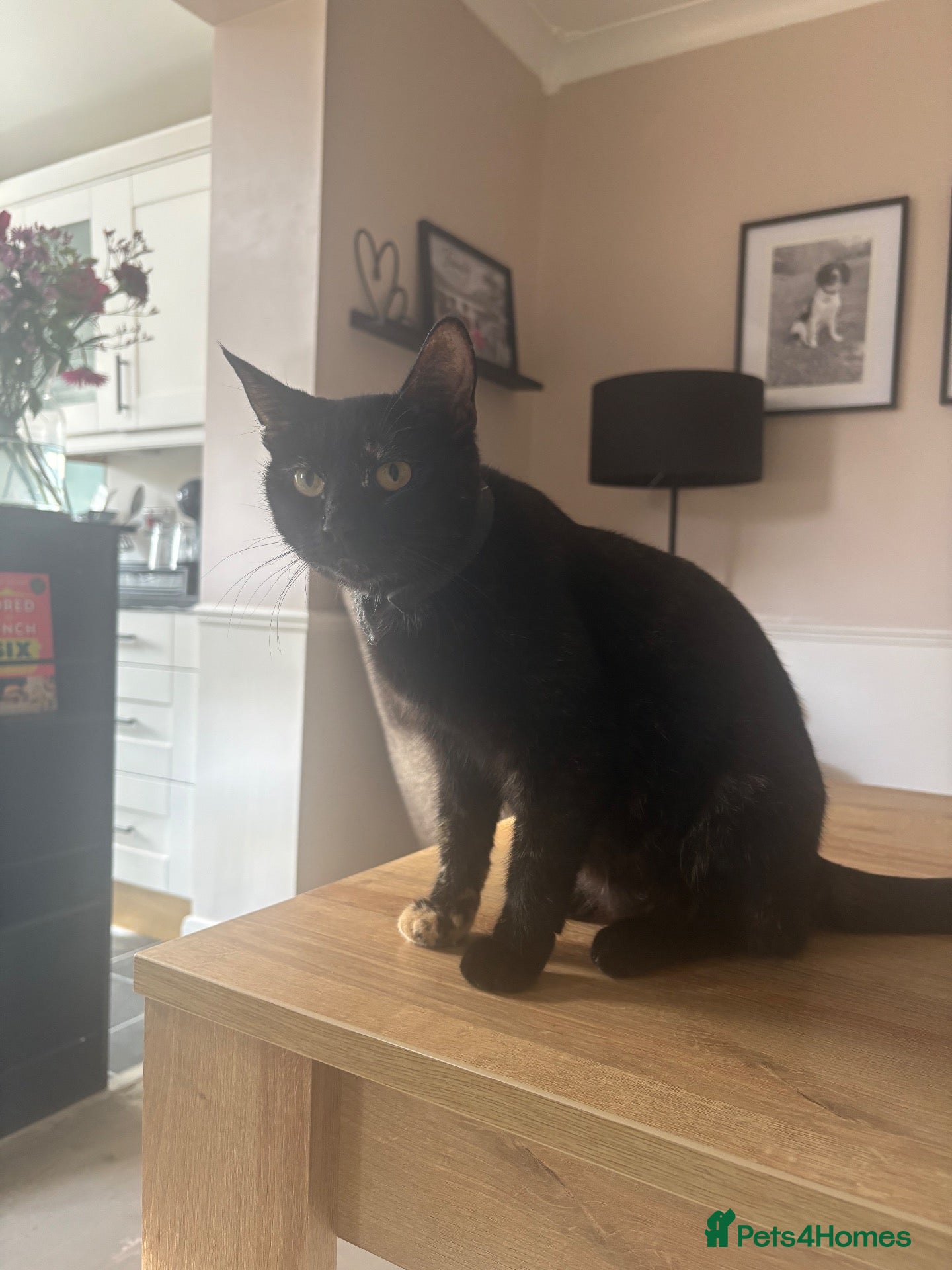 Mixed Breed cats Kitten  - Advert 1
