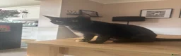 Mixed Breed cats for sale: Kitten  - Advert 1