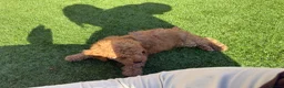 Cavapoo dogs for sale: ** REDUCED - READY NOW ** F1B Cavapoo Puppiess - Advert 19