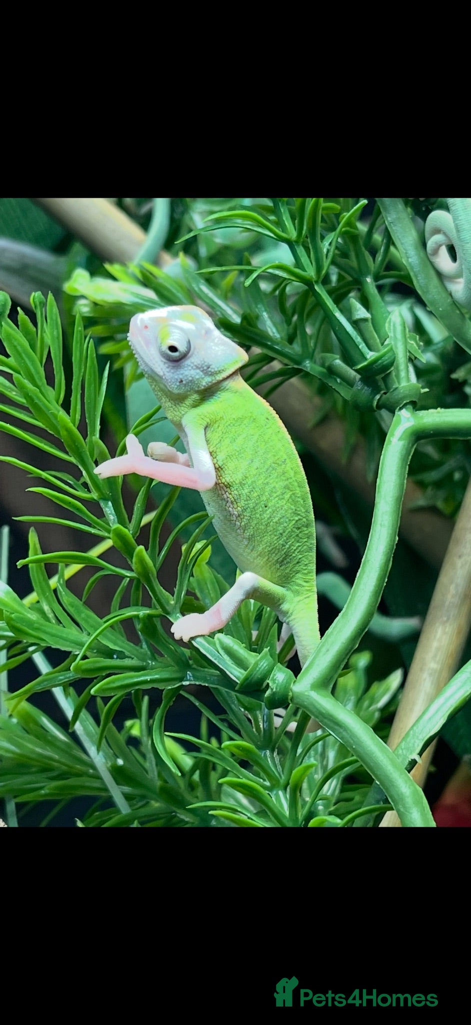 Chameleon reptiles Cb26 baby Yeman chameleons WOW AMAZING!!  - Advert 1