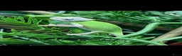 Chameleon reptiles for sale: Cb26 baby Yeman chameleons WOW AMAZING!!  - Advert 1