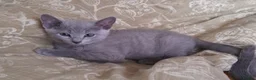 Russian Blue cats for sale: Beautiful Russian Blue Kittens  - Advert 5