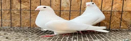 Pigeons birds for sale: PURE WHITE ENGLISH GARDEN DOVES in Bristol - Advert 3