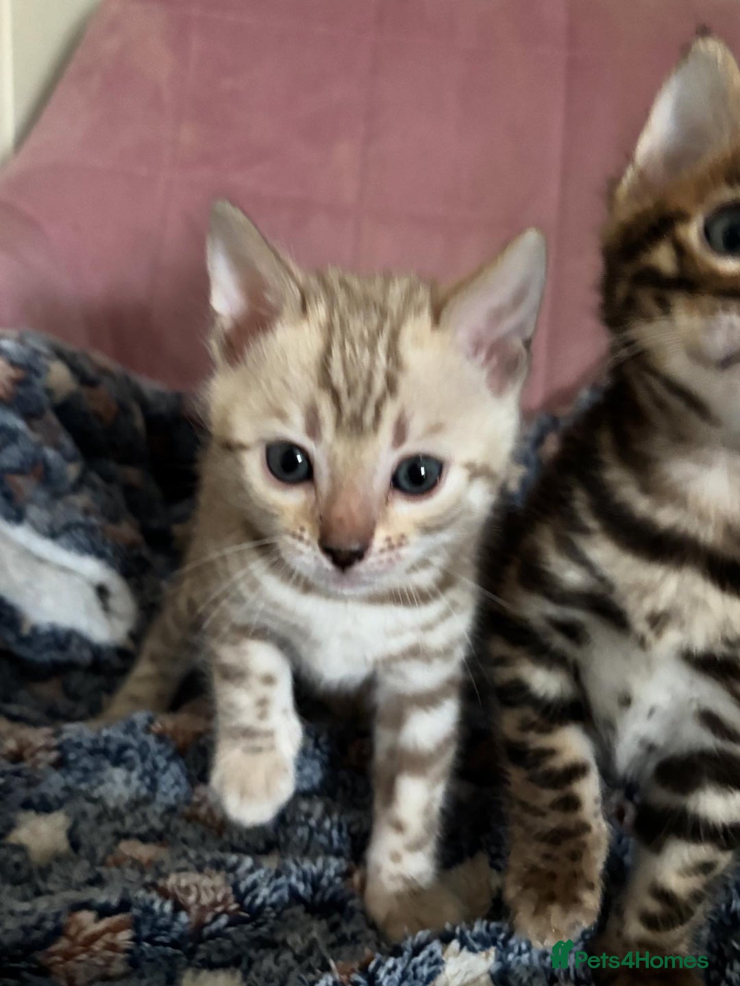 Bengal cats for sale: Stunning brown TICA reg boy bengal kitten - Image 15