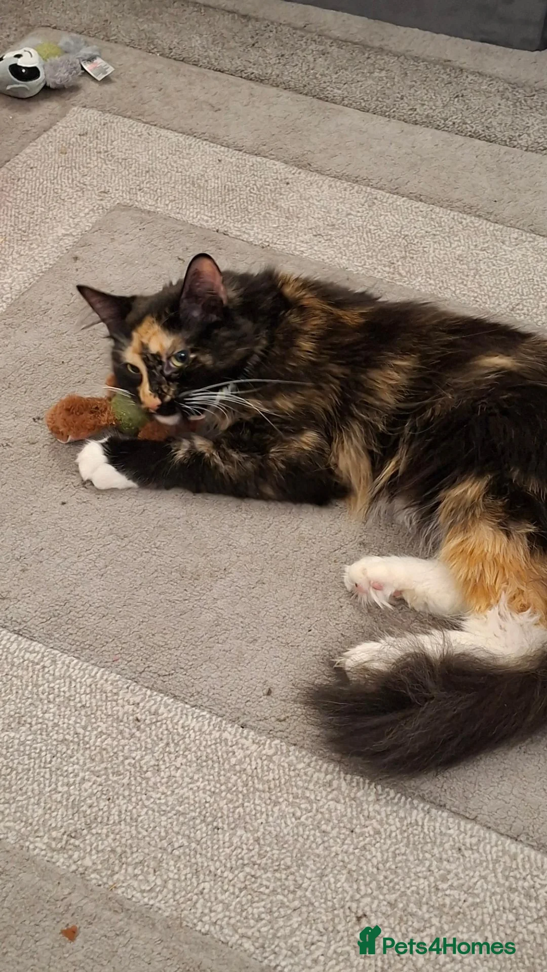 Mixed Breed cats for sale: Rare Ginger Female  in Bracknell - Advert 2