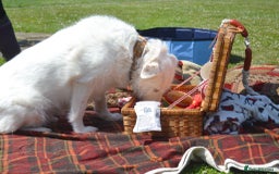 Mixed Breed dogs for adoption: Poppy Popz in Barrow-upon-Humber - Image 28