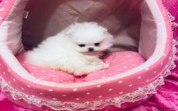 Pomeranian dogs for sale: Stunning teddybear face Boys Ready🌟 - Advert 8