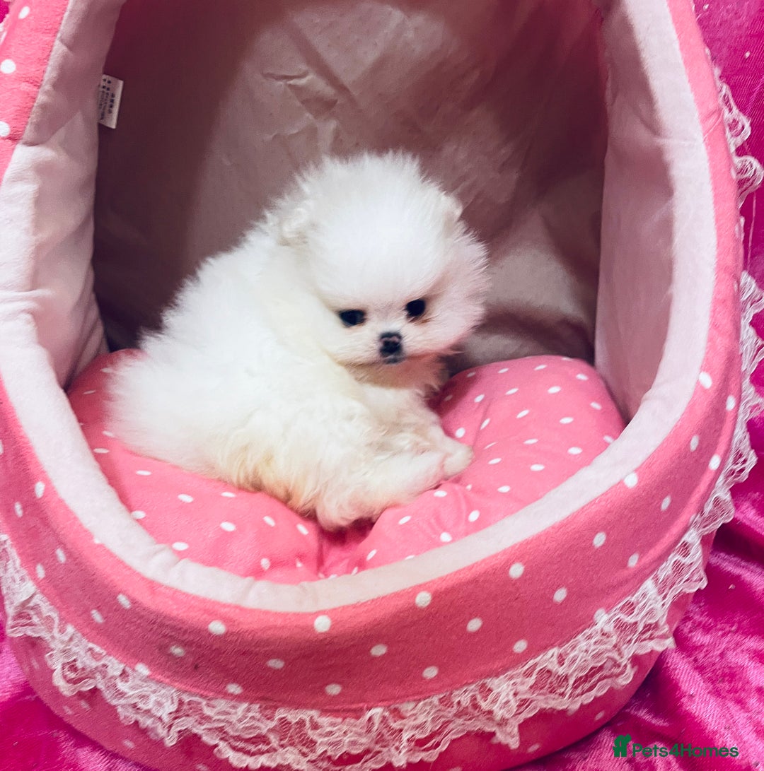 Pomeranian dogs for sale: Stunning teddybear face Boys Ready🌟 - Advert 8