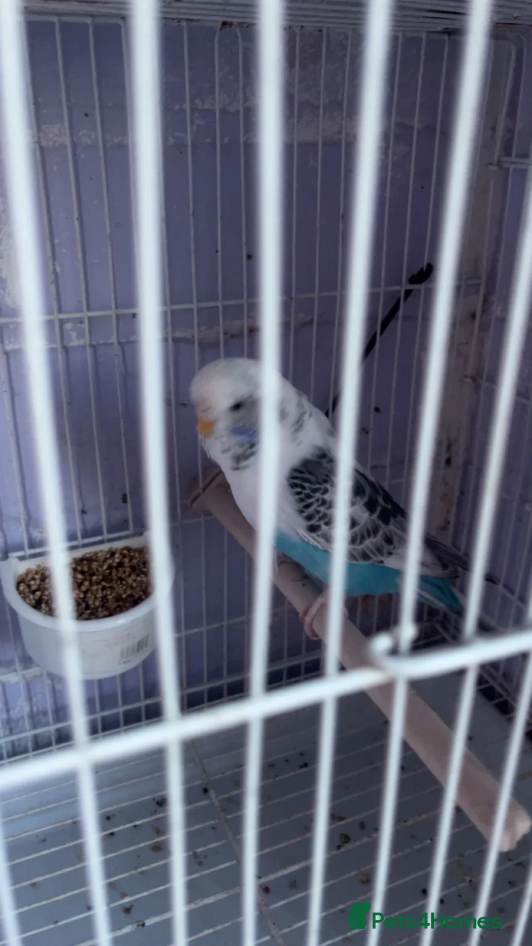 Budgerigars birds for sale: 3 baby budgies - Advert 2