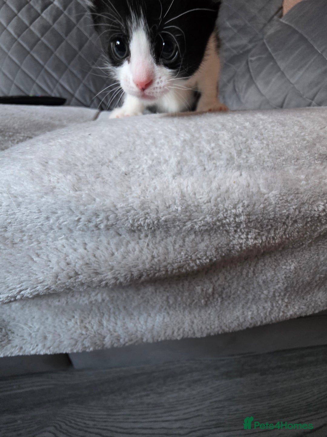 British Shorthair cats for sale: Beautiful  - Advert 3