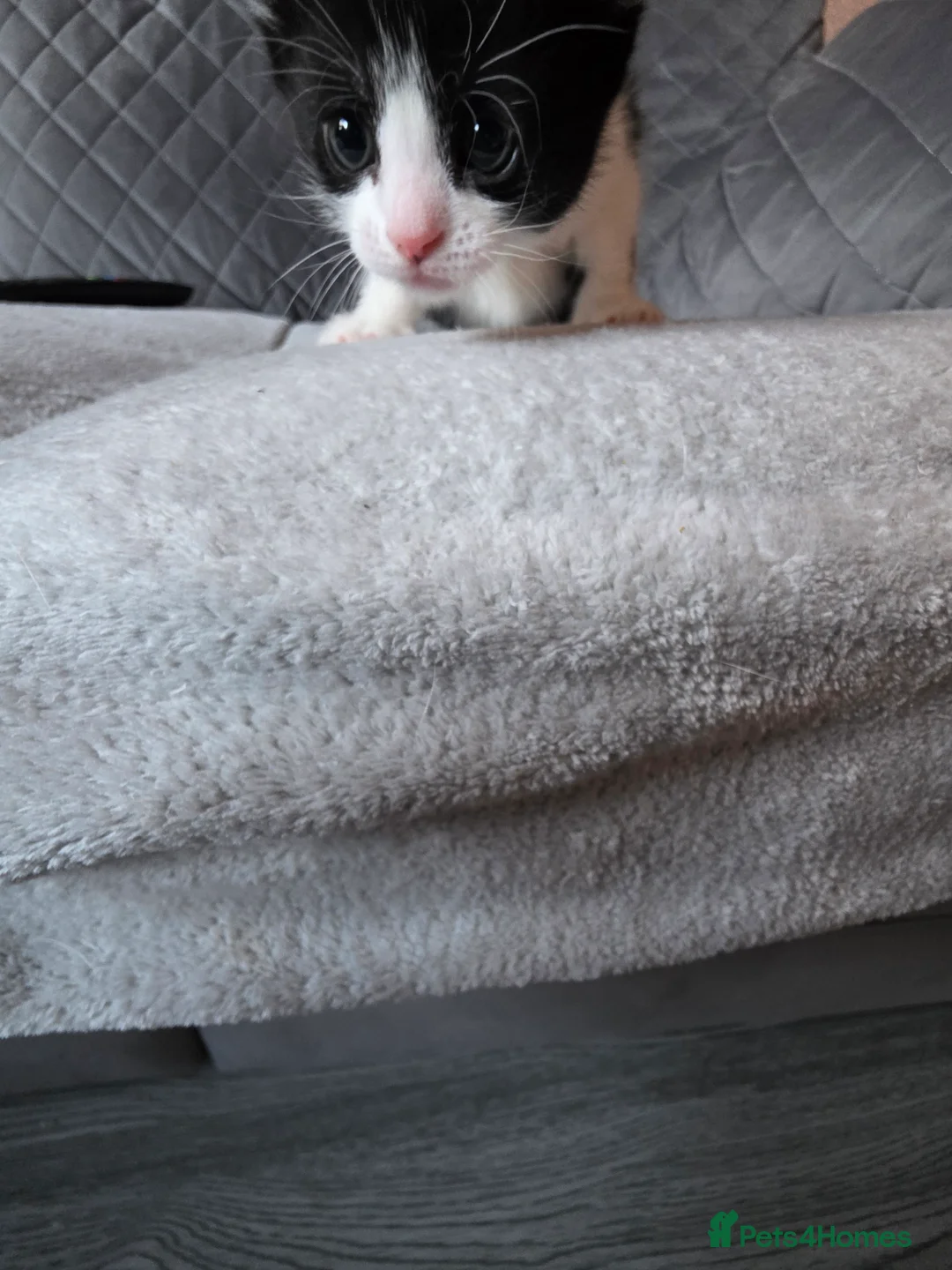 British Shorthair cats for sale: Beautiful  - Advert 3