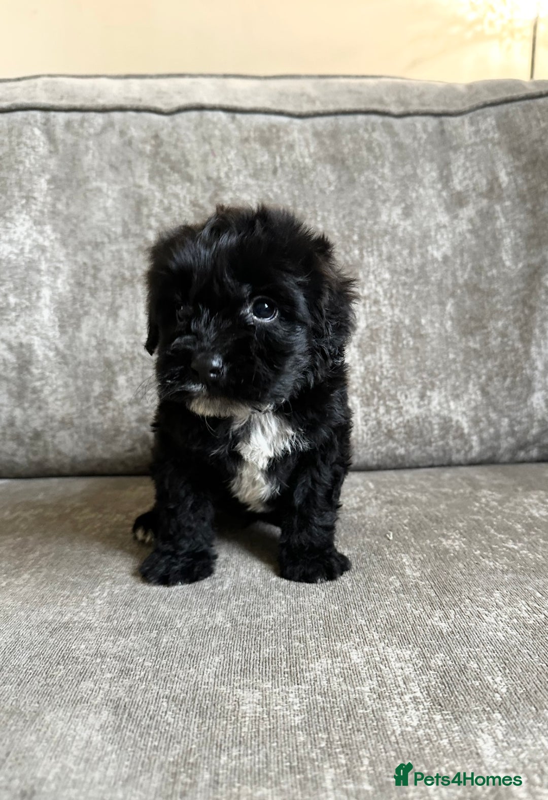 Cockapoo dogs for sale: Cockapoos looking for forever homes - Advert 22