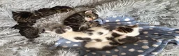 Domestic Shorthair cats for sale: A Stunning Litter Of Six Newborn Kittens  - Advert 6