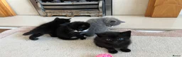 Mixed Breed cats for sale: Half British Shorthair Kittens - Advert 9