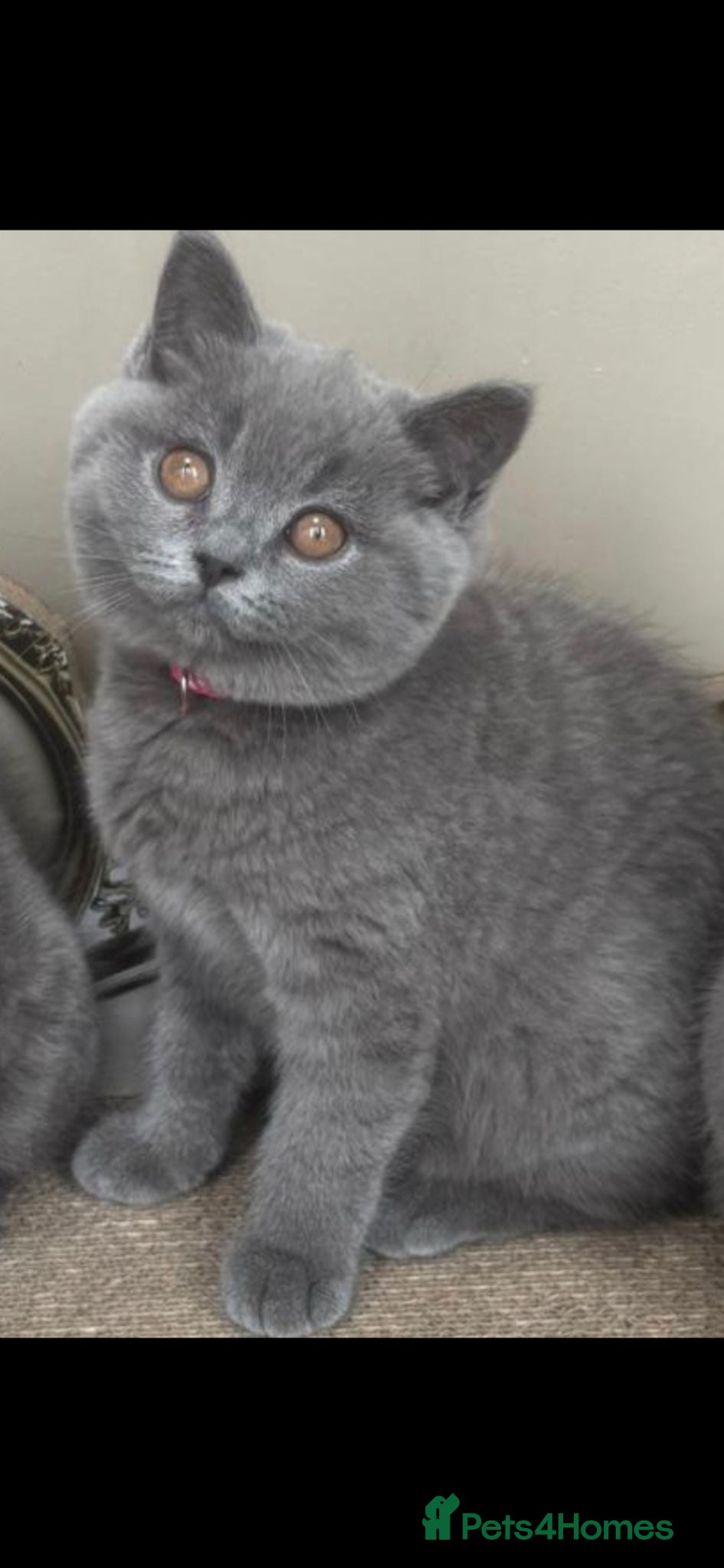 British Shorthair cats GORGEOUS British Short Hair Kittens - Advert 2