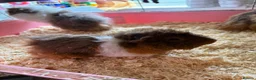 Guinea Pig rodents for sale: Guinea pigs free in Barking - Advert 2