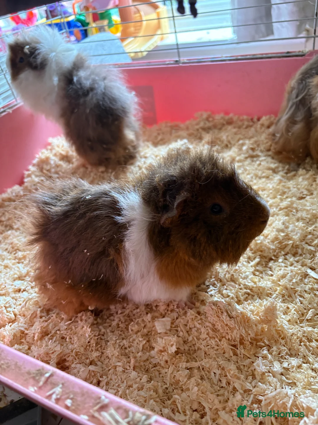 Guinea Pig rodents for sale: Guinea pigs free in Barking - Advert 2