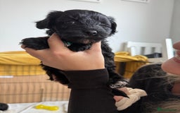 Mixed Breed dogs for sale: Beautiful havapoo’s READY TO GO 1 boy left - Advert 27