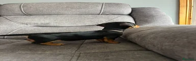 Miniature Dachshund Puppy 4