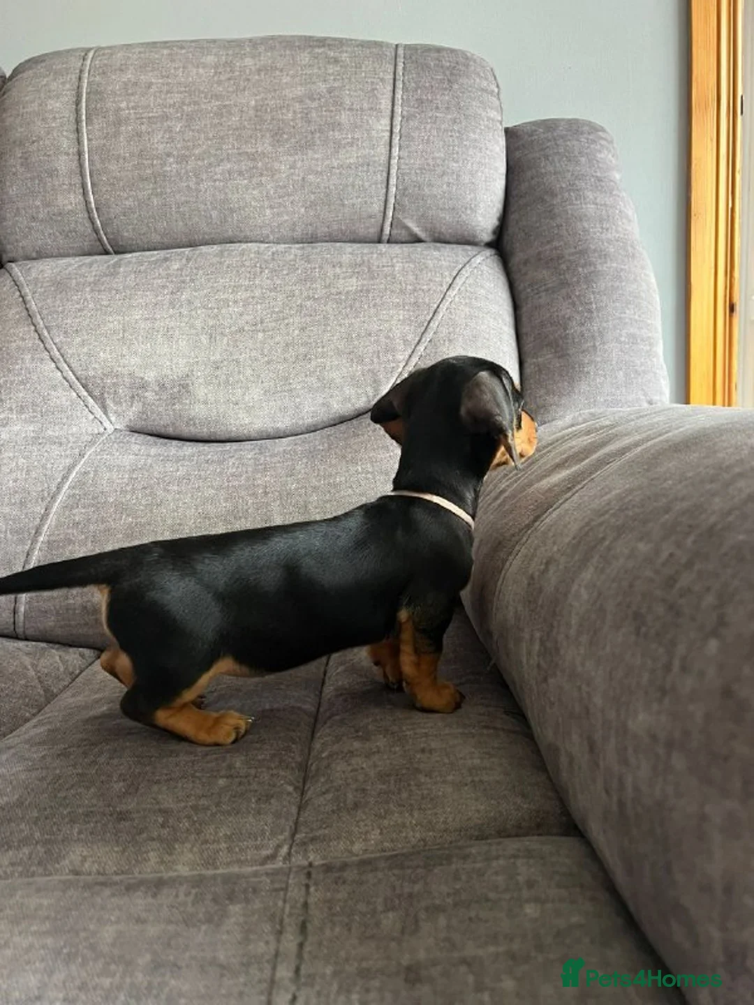 Miniature Dachshund dogs for sale: Adorable Miniature Dachshund Puppies - Advert 6