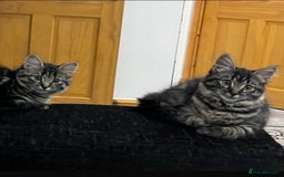 Mixed Breed cats for sale: 2x Female mixed breed kittens for sale  - Image 1