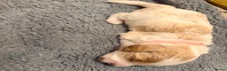 Cavapoo dogs for sale: Beautiful Cavapoo puppies  - Advert 2