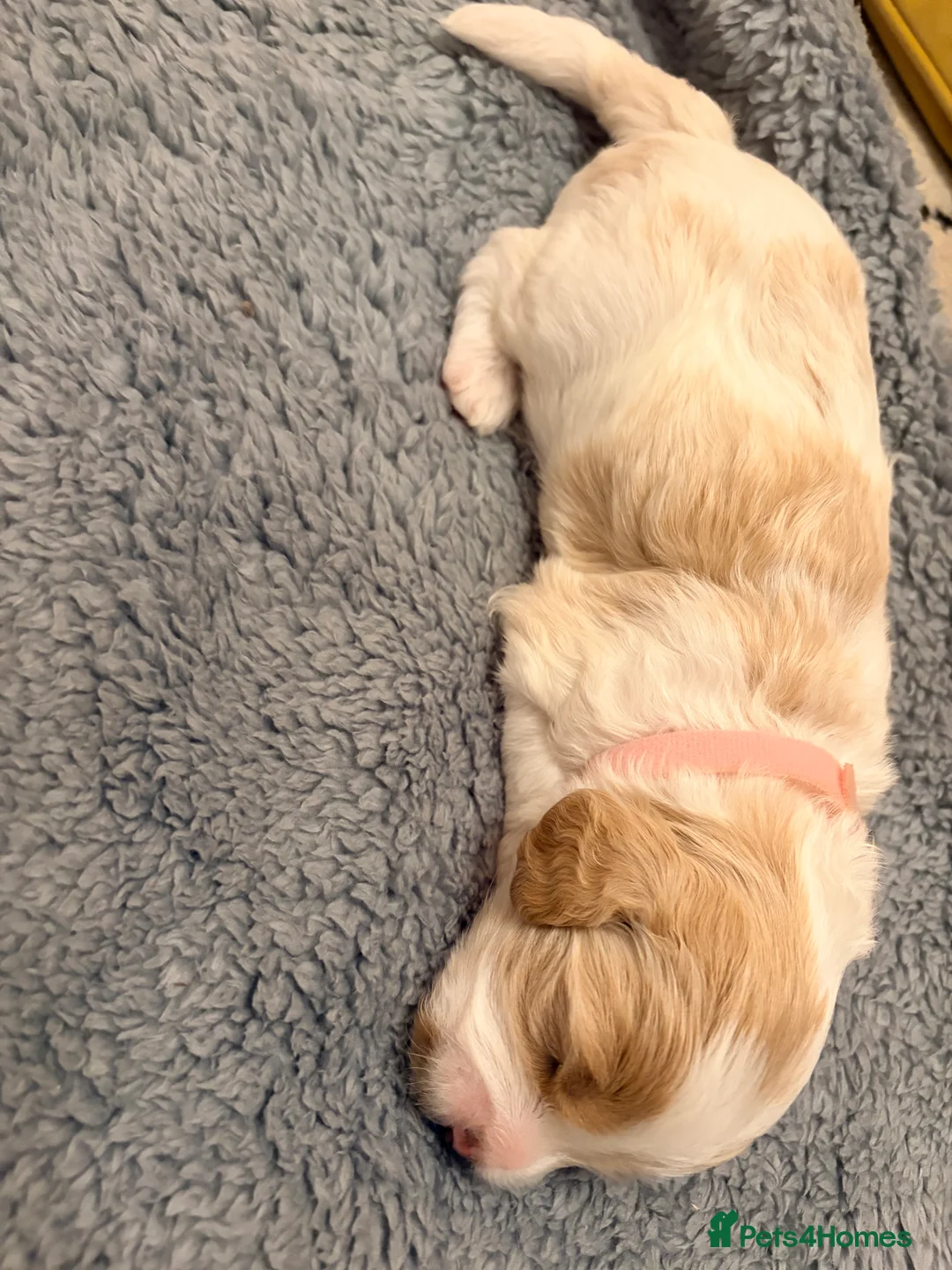 Cavapoo dogs for sale: Beautiful Cavapoo puppies  - Advert 2