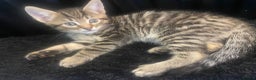 Mixed Breed cats for sale: 4 kittens, 3 girls & 1 boy - Advert 3