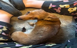 Chihuahua dogs for sale: Lily deer head chihuahua - Advert 7