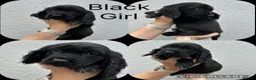 Cocker Spaniel dogs for sale: Cocker spaniel puppies - Advert 6
