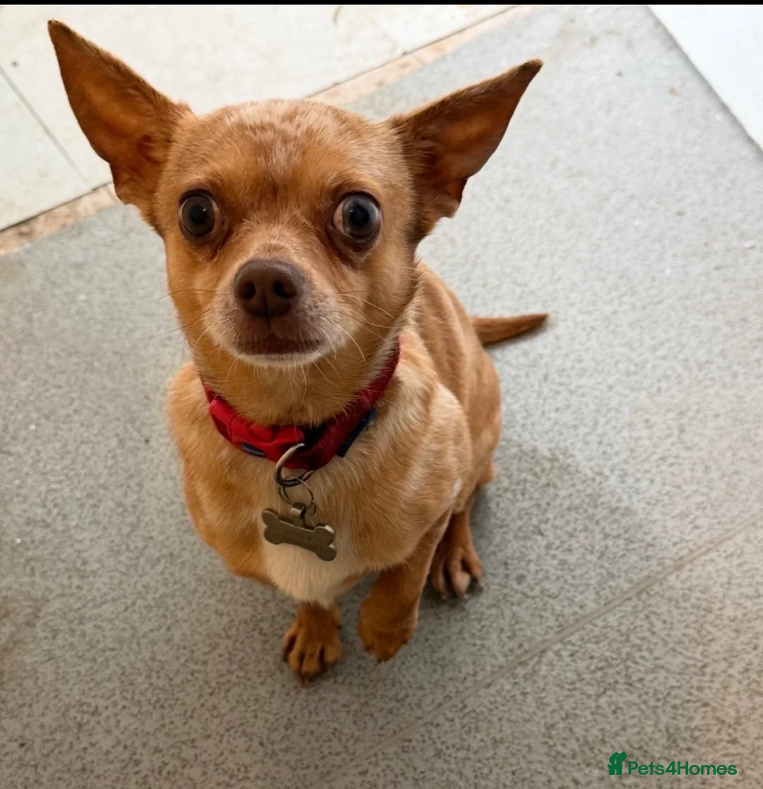 Mixed Breed dogs for sale: Buddy – Loving Chihuahua × Jack Russell - Advert 3