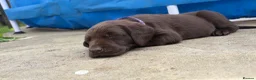 Labrador Retriever dogs for sale: ✨beautiful chunky pedigree Labradors✨ - Advert 31