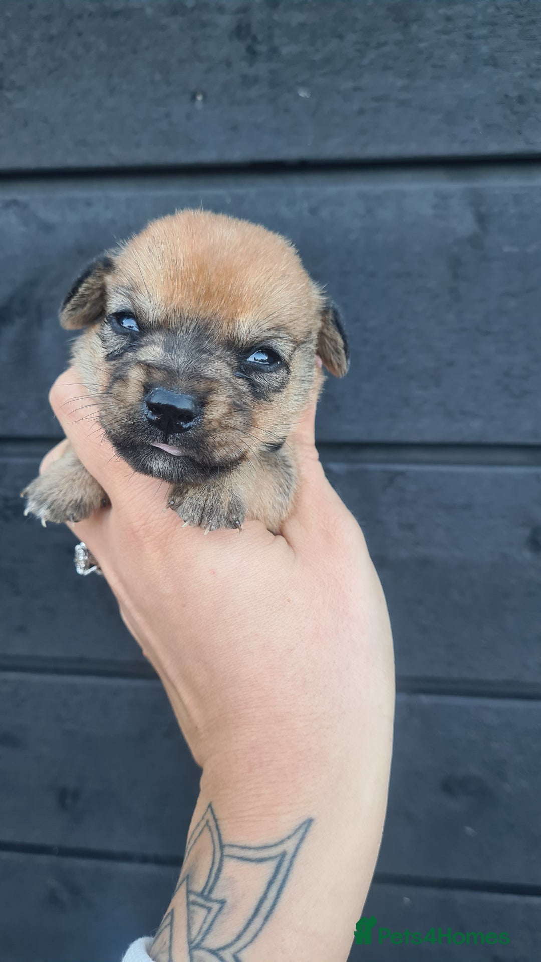 Mixed Breed dogs for sale: Patterjack x daxies pups available  - Advert 21