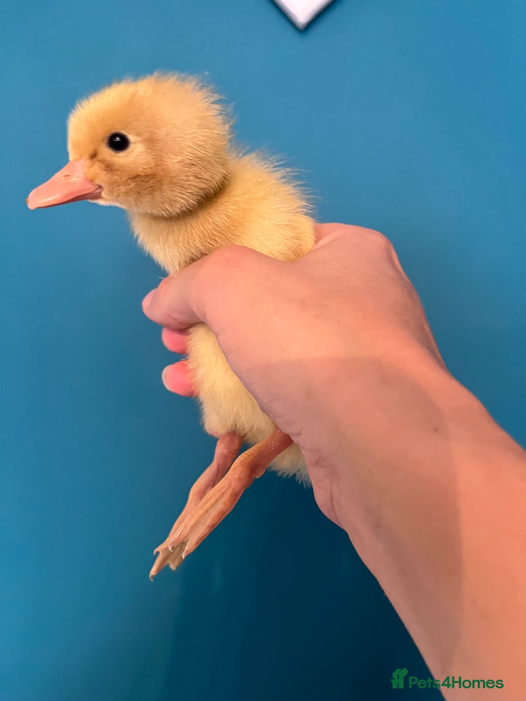 Ducks poultry for sale: Runner ducklings - Image 3