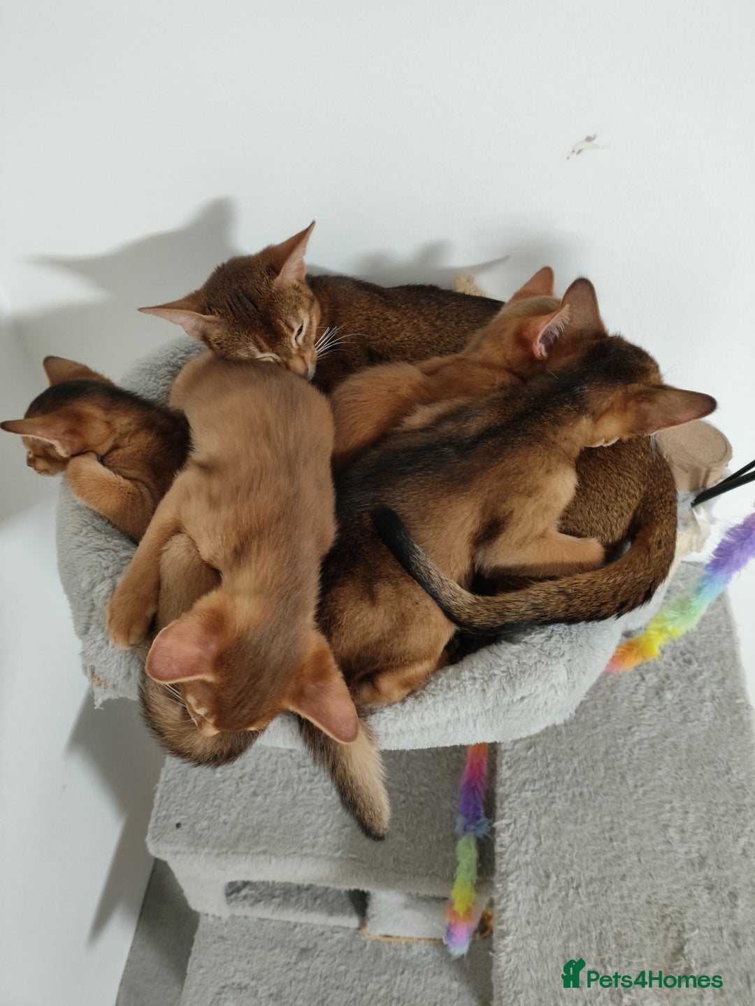 Abyssinian cats for sale: Beautiful Abyssinian Kittens 🐈 - Advert 11