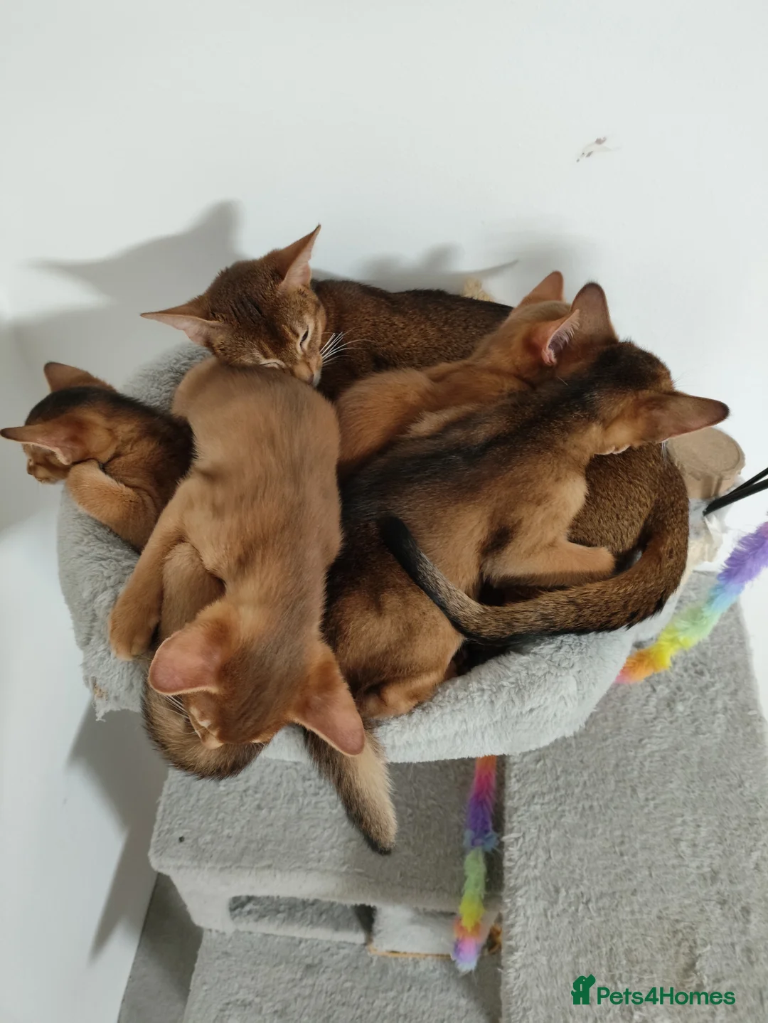 Abyssinian cats for sale: Beautiful Abyssinian Kittens 🐈 - Advert 10