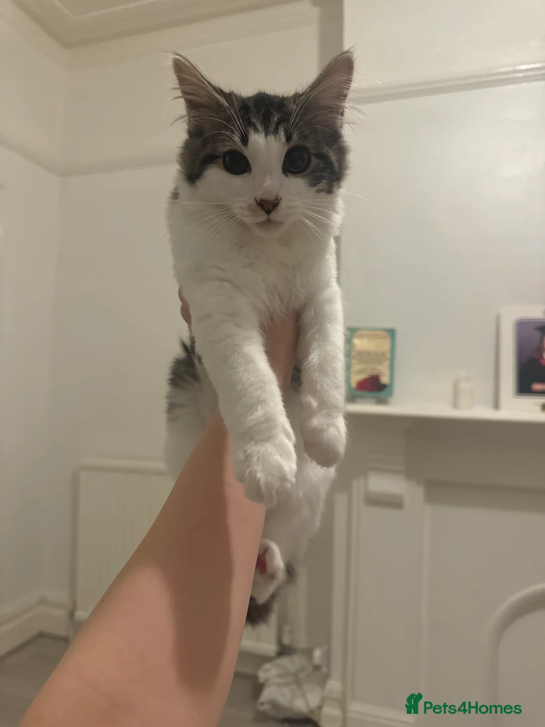 American Shorthair cats for sale: 4 Month old kitten  in Portsmouth - Advert 3